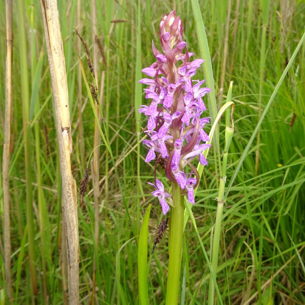 Dactylorhiza incarnata subsp. incarnata